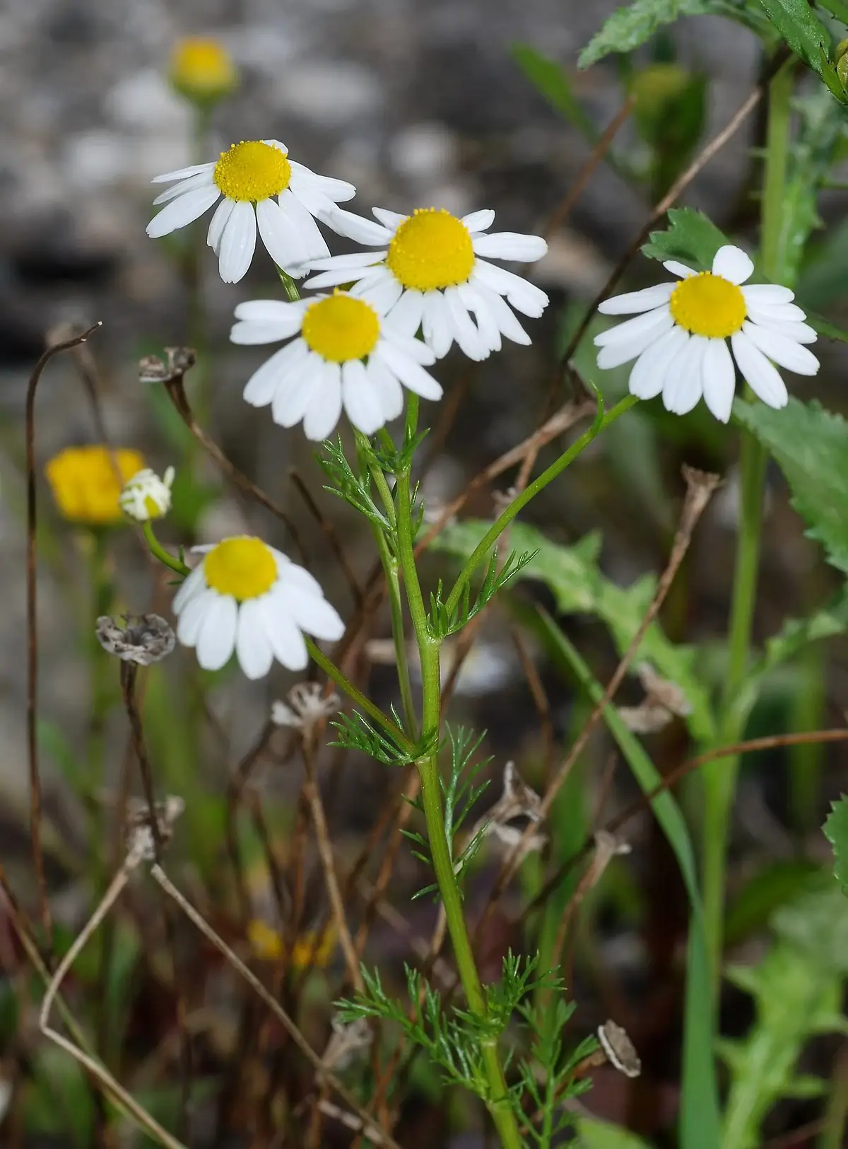 Chamomile-in-bloom-growing-wild