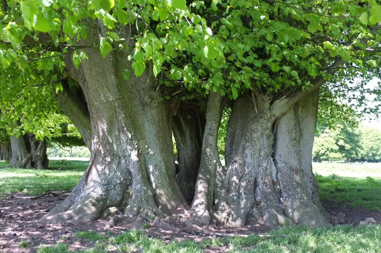 Large-linden-tilia-europaea-tree-trunks